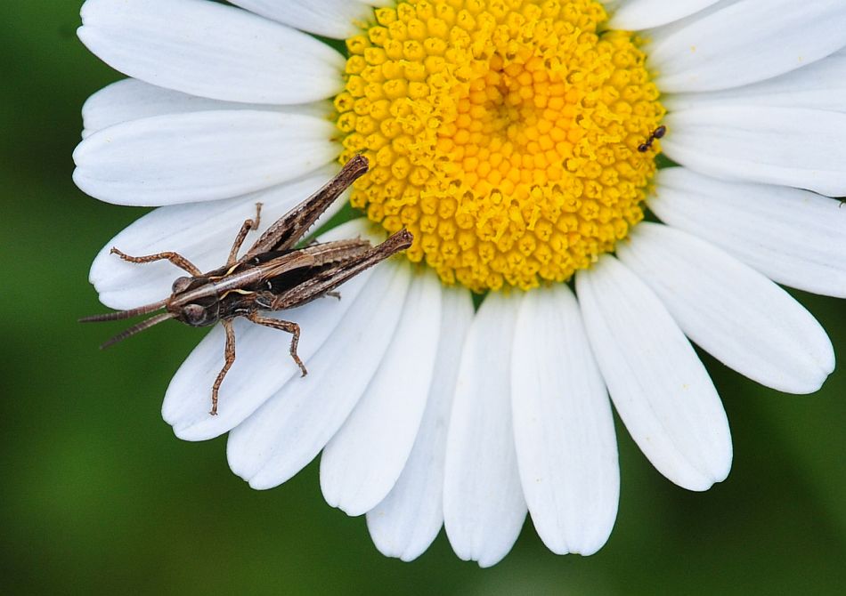La vita in un fiore - seconda parte